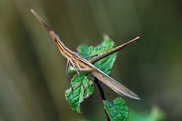 IMG_7383 Акридка рыжая взрослая