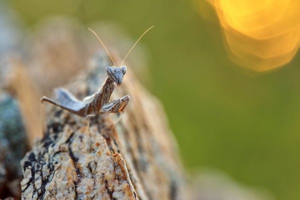 Climber