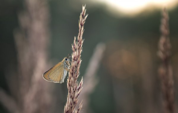 P.semiargus