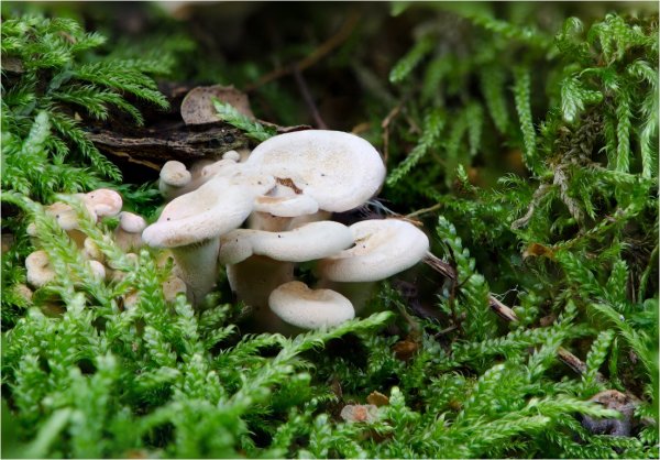 Plants and mushrooms