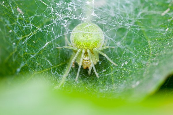 Nigma walckenaeri