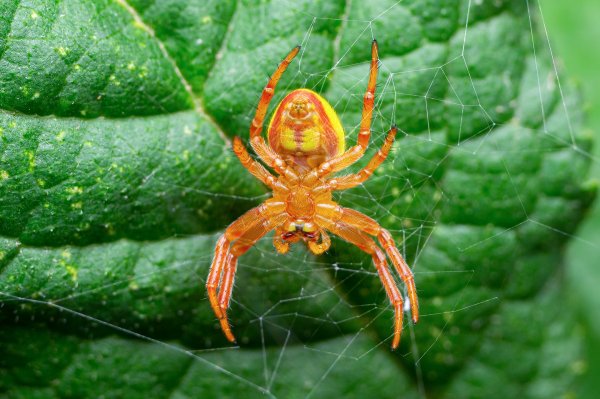 Araniella displicata
