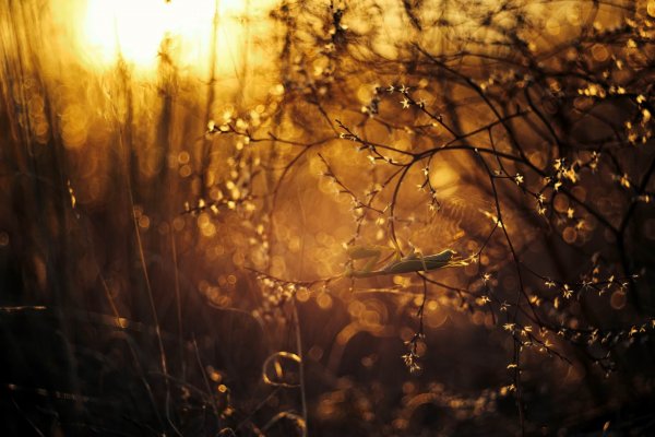 Sunset gilding