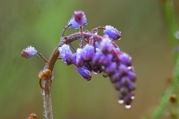 IMG_3454 Пролеска осенняя