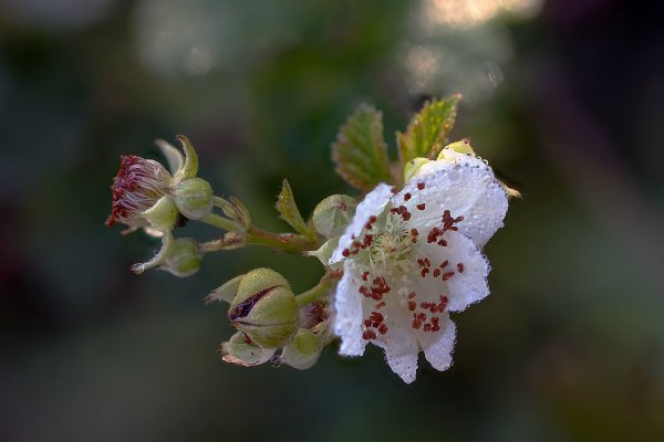 IMG_3838 Дикая лесная ежевика