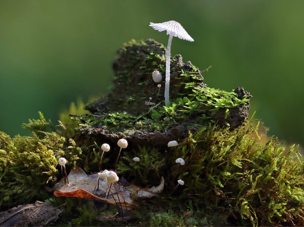 Plants and mushrooms