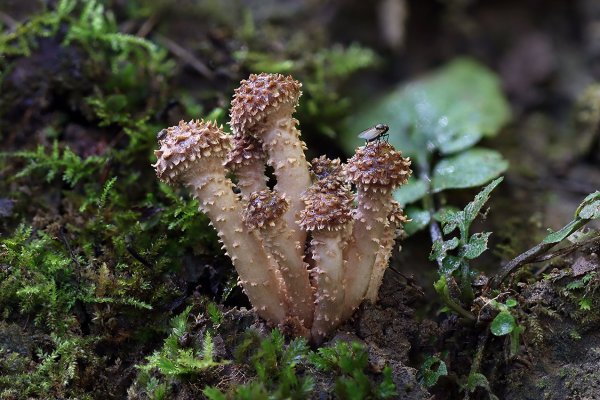 Plants and mushrooms