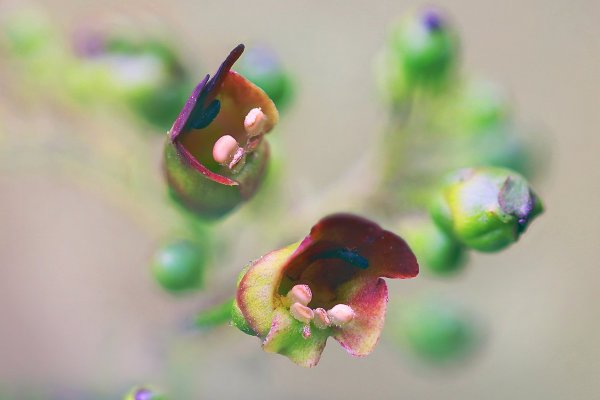 IMG_6060 норичник шишковатый – scrophularia nodosa