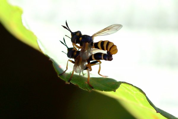 IMG_6839-1 Силуэт любви