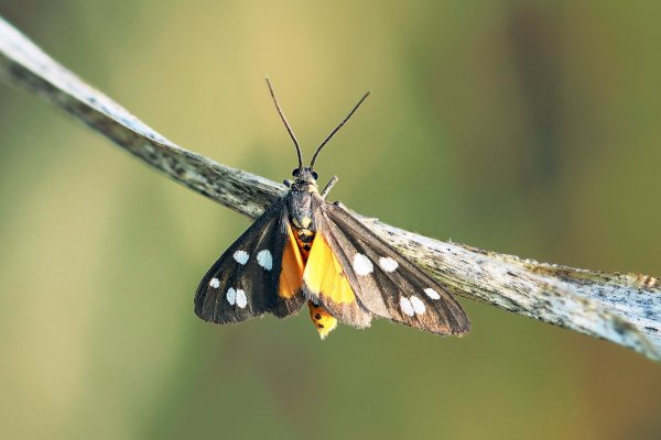 IMG_6909 Лжепестрянка точечная или пятнистая Dysauxes punctata