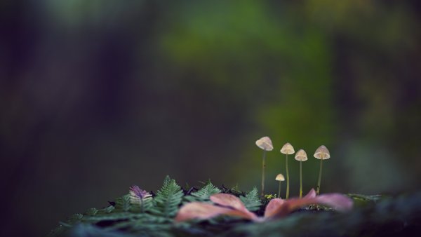 Четыре шляпки и малыш