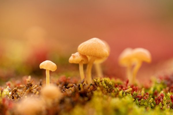 Арктические грибы