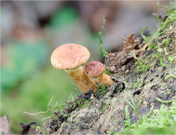 Plants and mushrooms