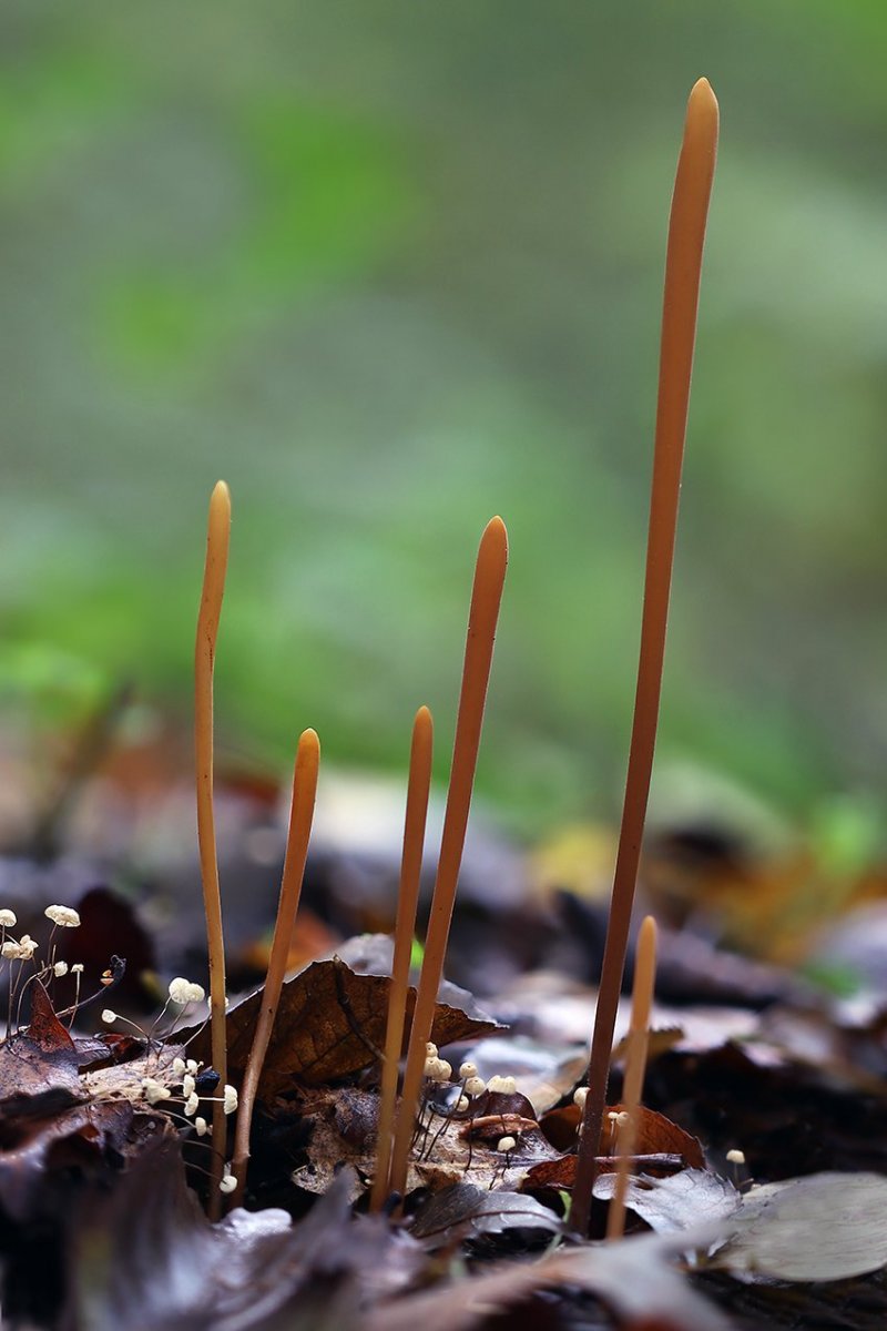 IMG_2141B,Radius8,Smoothing4 копия.jpg