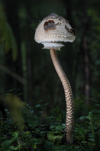 Стройный. Гриб-Зонтик.