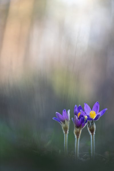 Plants and mushrooms