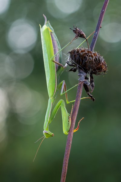 Animal