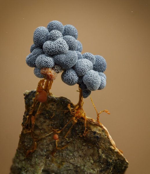 Морские камни. Миксомицеты Badhamia utricularis (Physaraceae).jpg