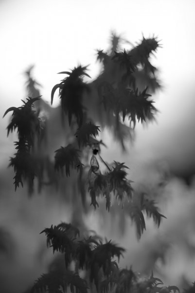 Чудовищный лес