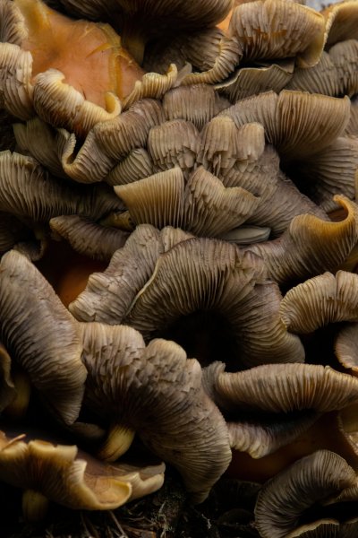 Plants and mushrooms