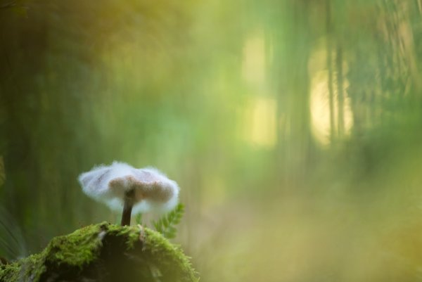 Plants and mushrooms