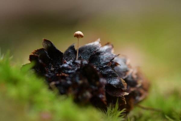 Plants and mushrooms