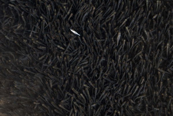 Оглушенный