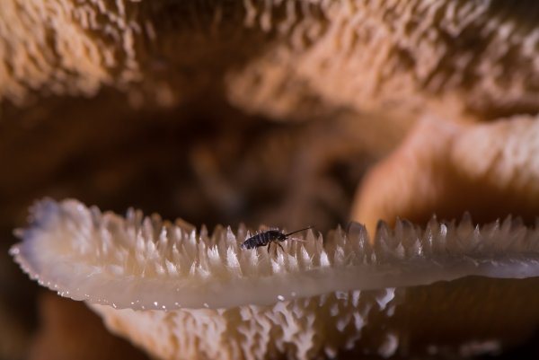 Сталагмитовое царство