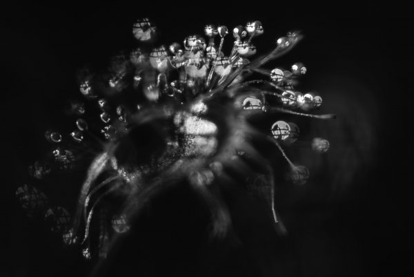 Медуза горгона