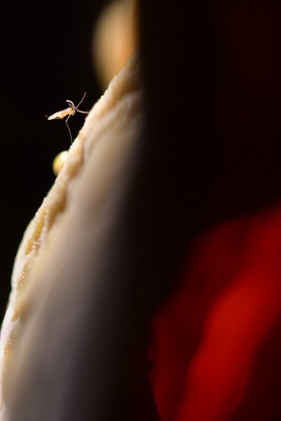 Art photography