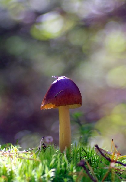 поплавок жёлто коричневый amanita fulva     (яндекс)