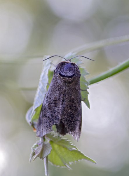 Древоточец... (Cossus cossus)