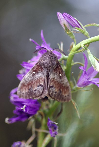 IMGP2337   Коконопряд сосновый Dendrolimus pini