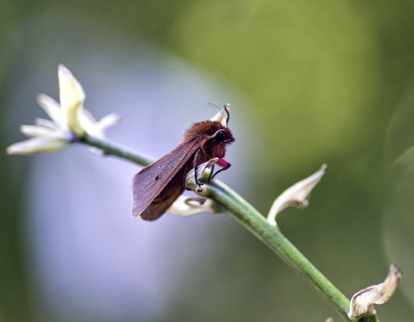 Медведица бурая  (Phragmatobia fuliginosa)