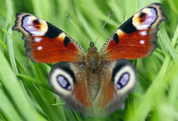 Animal