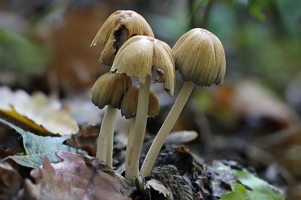 IMG_0333 Из серии "Нэ зьим, дак понадкусываю"