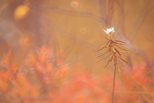 Plants and mushrooms