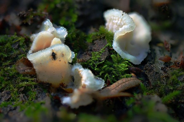 IMG_1212 Продукция нашей Лесной Мармеладной Фабрики в оригинальной упаковке