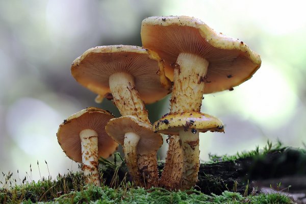 IMG_1414 чешуйчатка золотистая pholiota aurivella