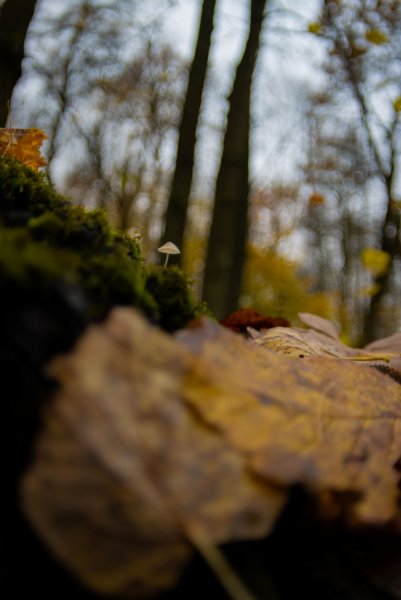 Plants and mushrooms