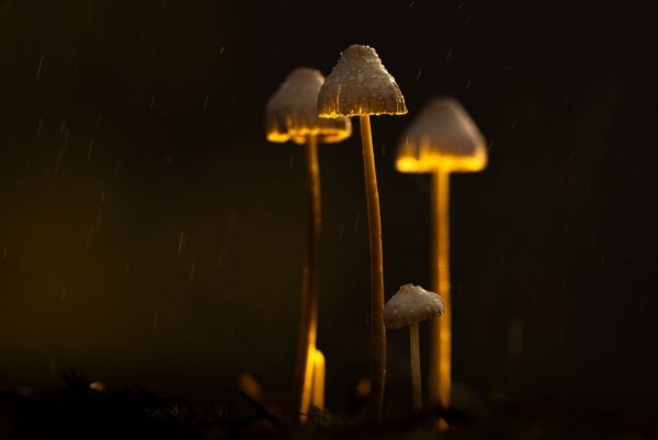 Семья поганок