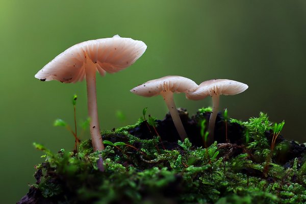 IMG_1800 Розовые