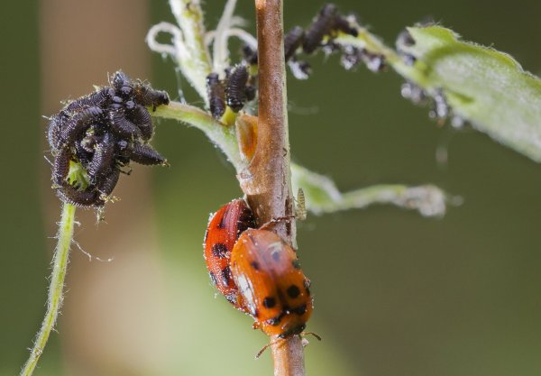 Многодетная семья
