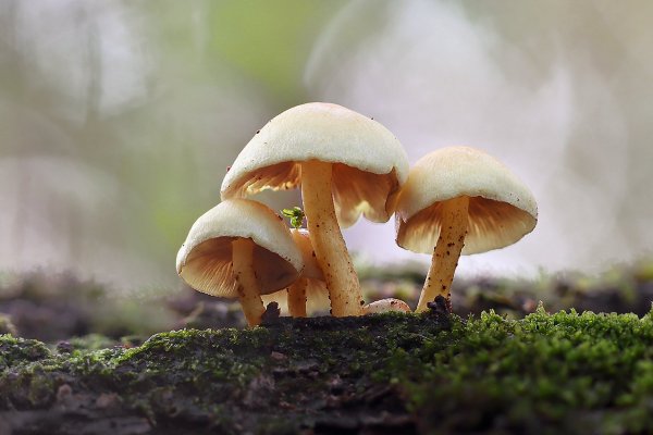 Plants and mushrooms