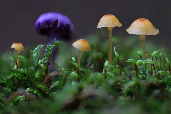 IMG_3003 Юнные совсем блондинки и их Синекожий  телохранитель