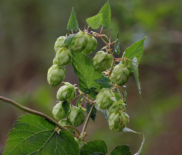IMG_3060 Хмель обыкновенный humulus lupulus