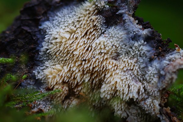 Plants and mushrooms