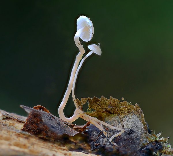 Plants and mushrooms