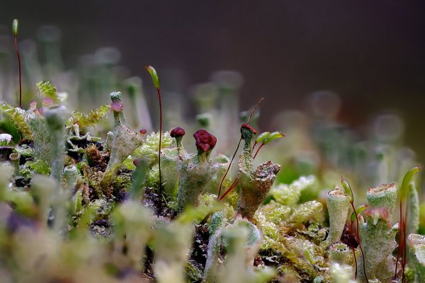 Plants and mushrooms