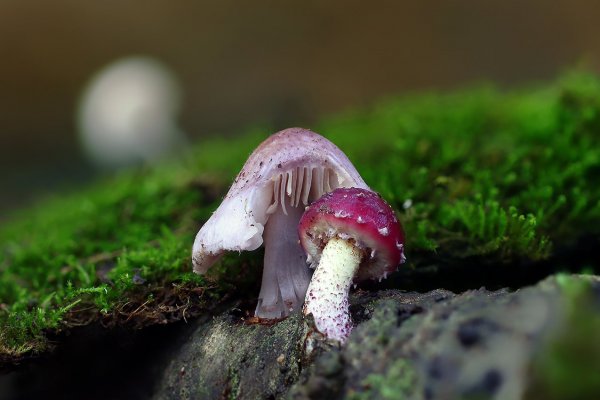 Plants and mushrooms